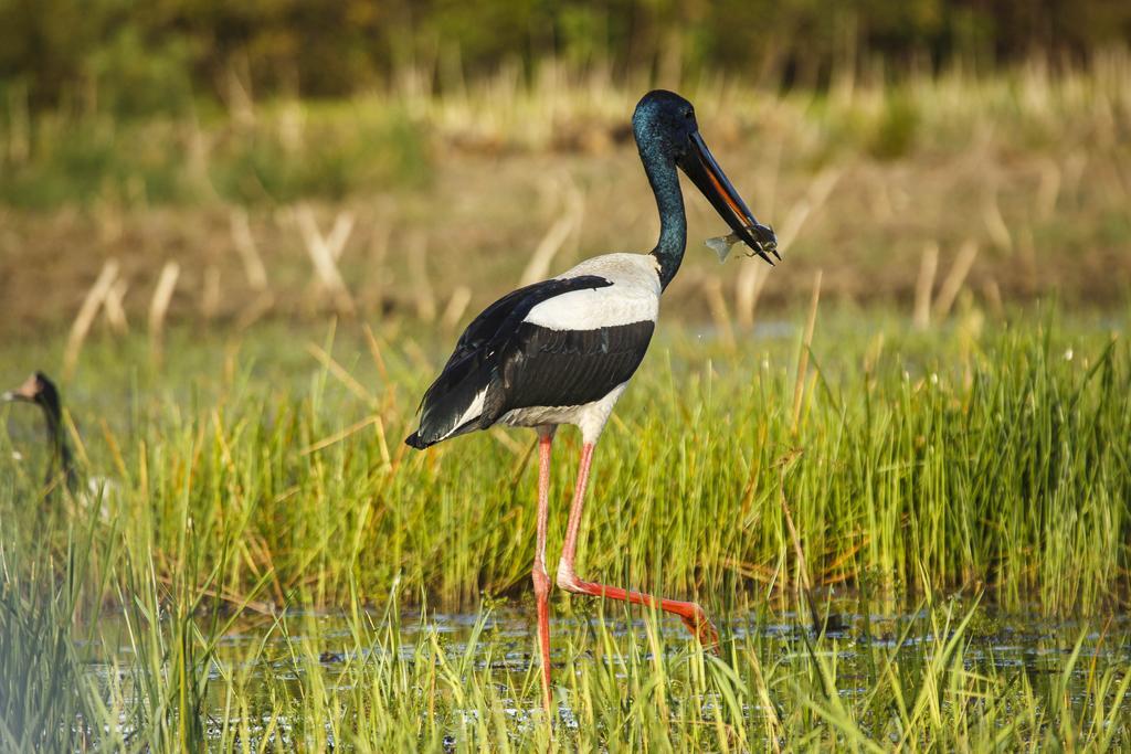 Bamurru Plains Hotel Point Stuart ภายนอก รูปภาพ