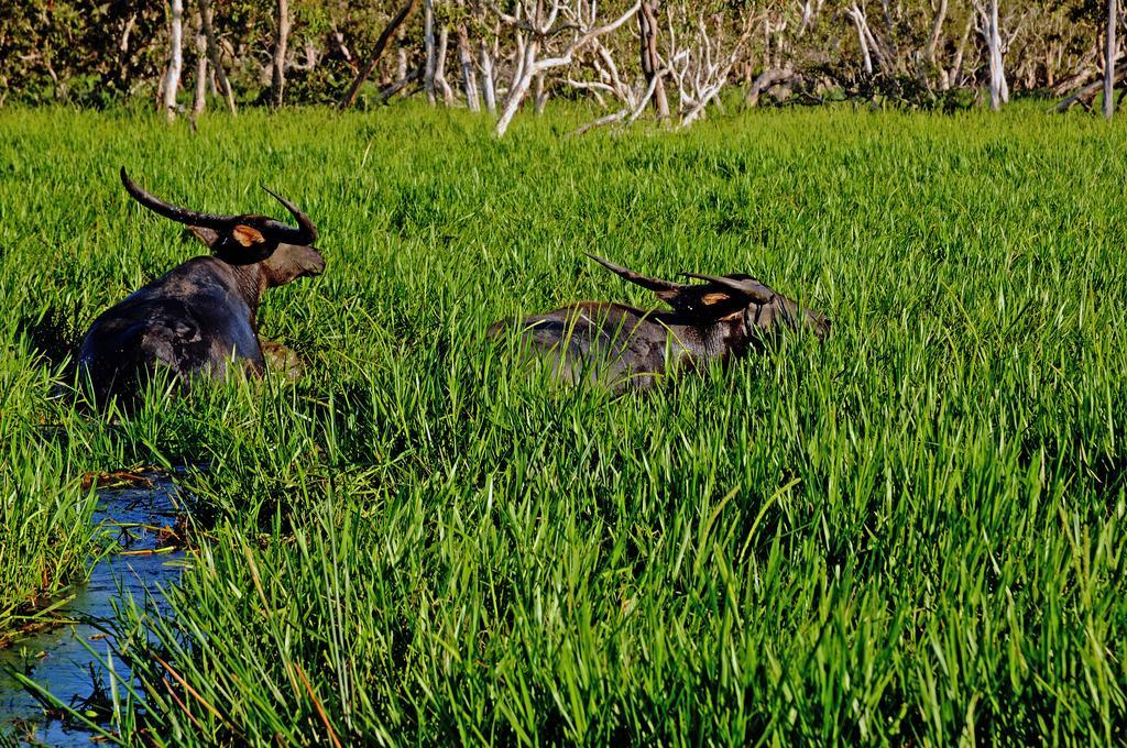 Bamurru Plains Point Stuart ภายนอก รูปภาพ