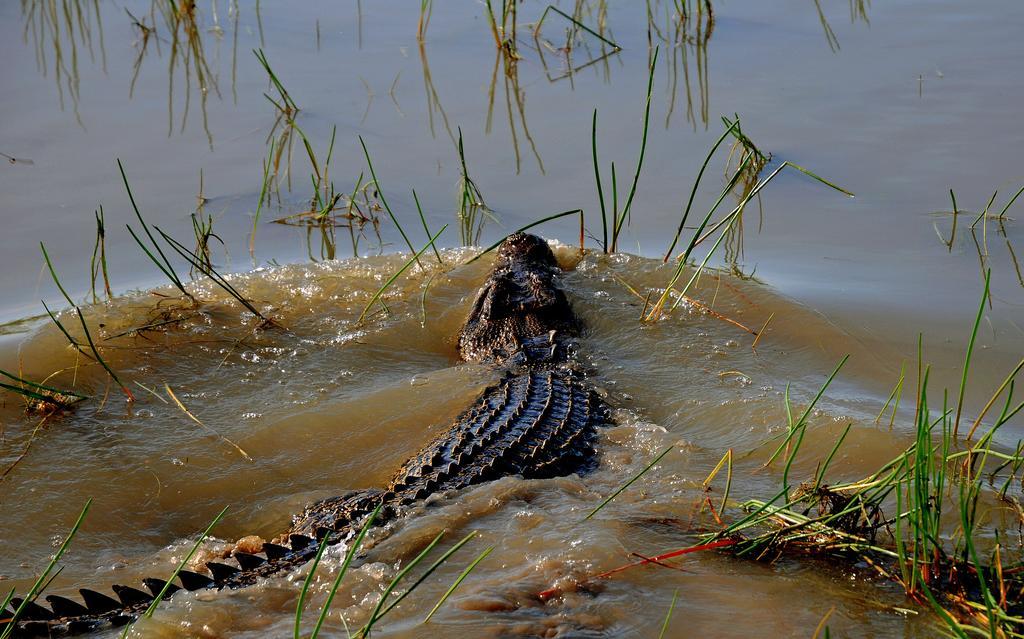 Bamurru Plains Point Stuart ภายนอก รูปภาพ