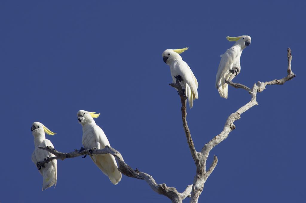 Bamurru Plains Point Stuart ภายนอก รูปภาพ