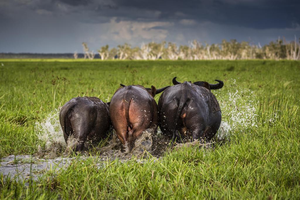 Bamurru Plains Hotel Point Stuart ภายนอก รูปภาพ